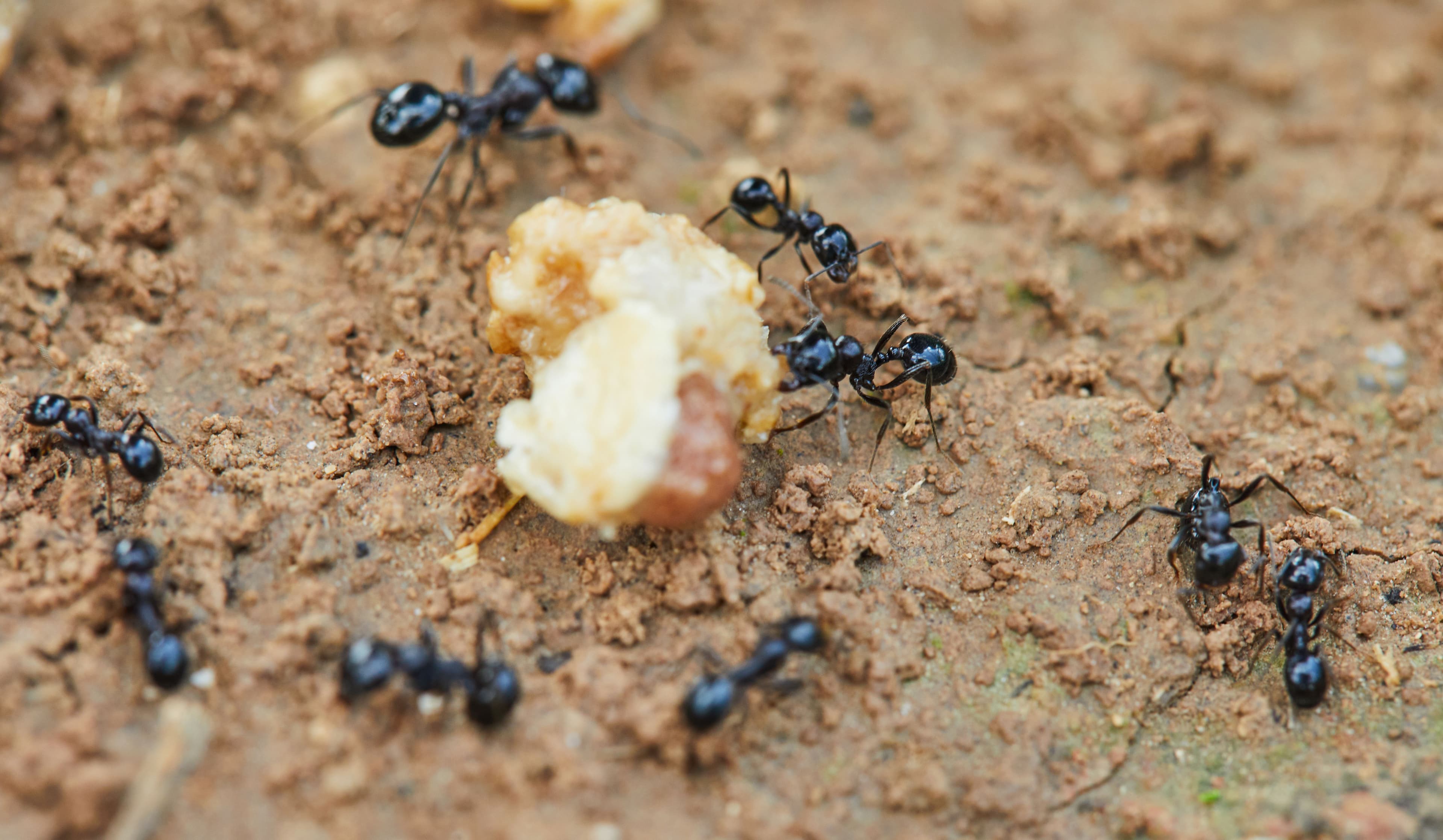 image_ants_safety.jpg